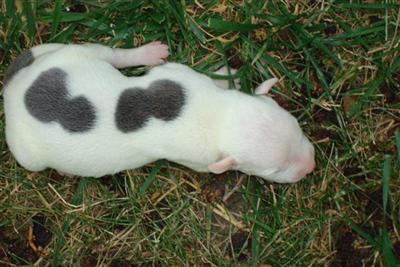 American Pit Bull Puppies for Sale